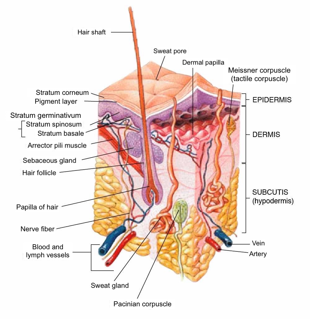 <p>Anatomy of the Human Skin.</p>