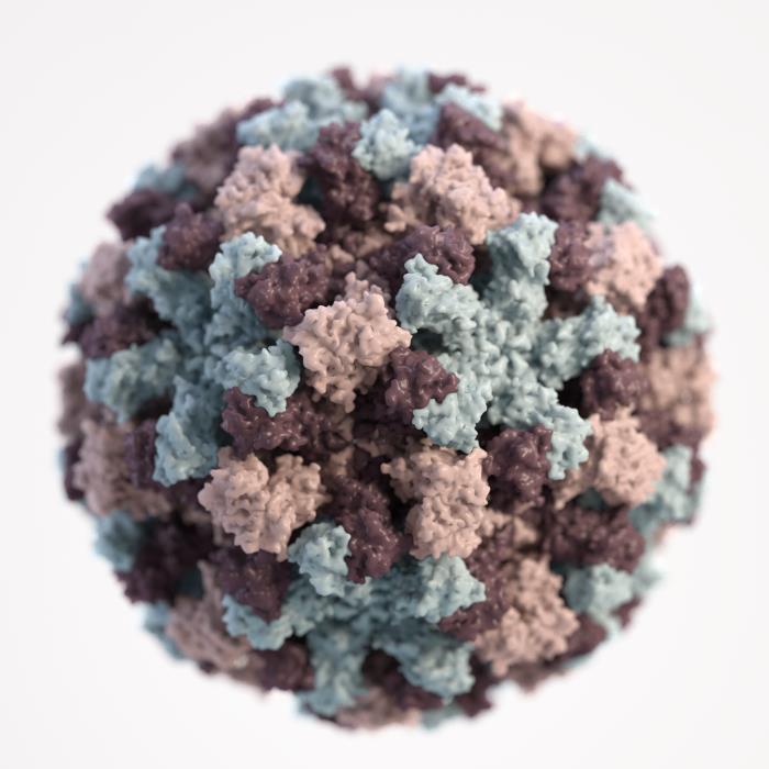 <p>Norovirus Virion.&nbsp;Image of a 3D graphical representation of the Norovirus virion.</p>