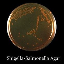 Shigella Salmonella Agar Plate