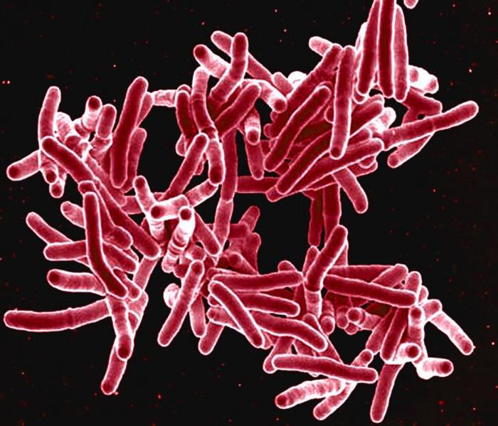 <p>Scanning Electron Micrograph. Rod-shaped Mycobacterium tuberculosis bacteria.</p>