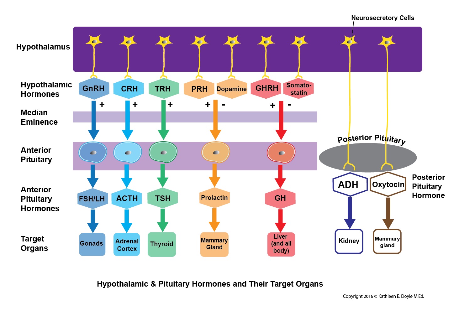 Hypothalamic and Pituitary Hormones and Their Target Organs