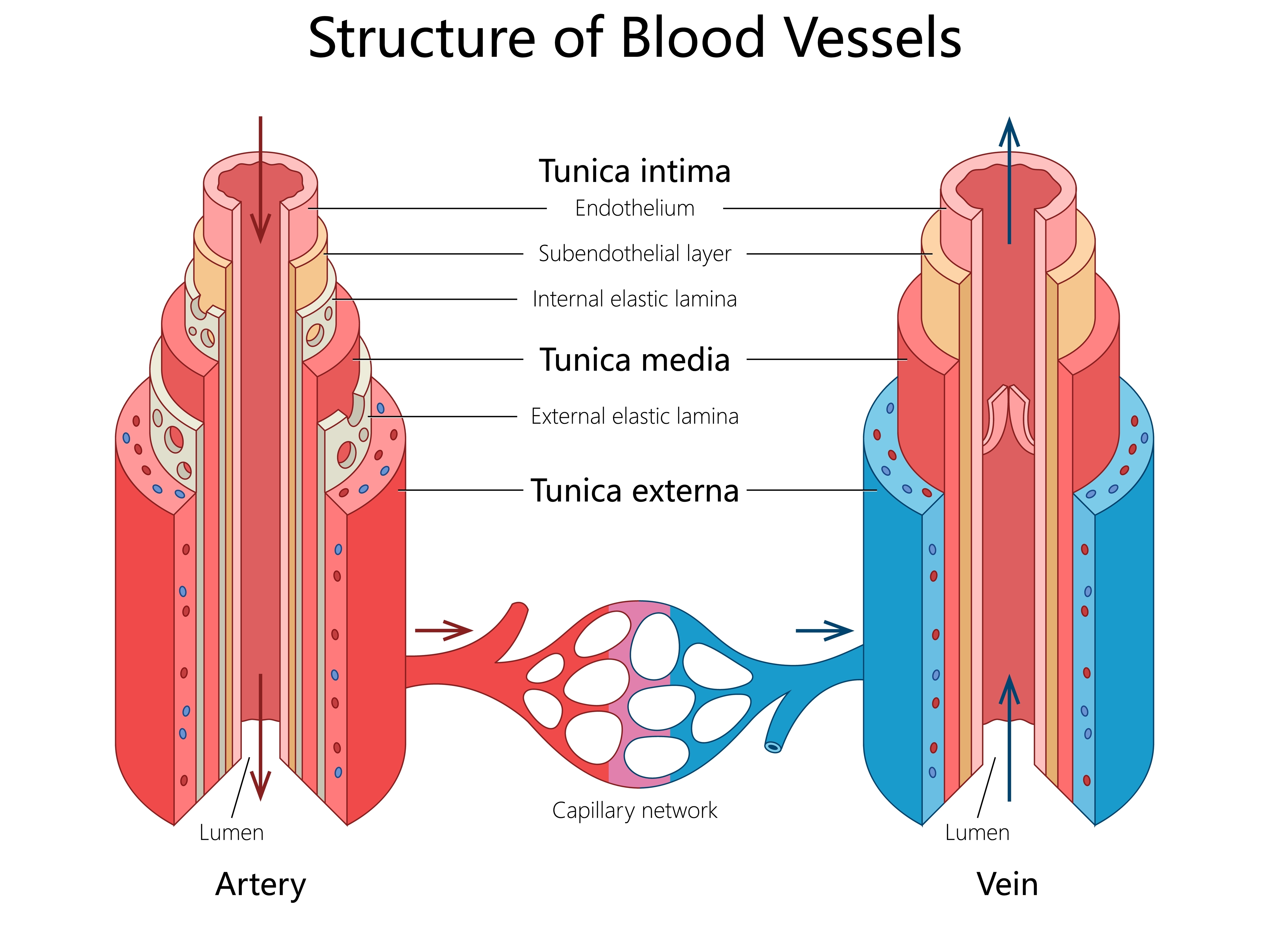 <p>Layers of the Arterial and Venous Walls