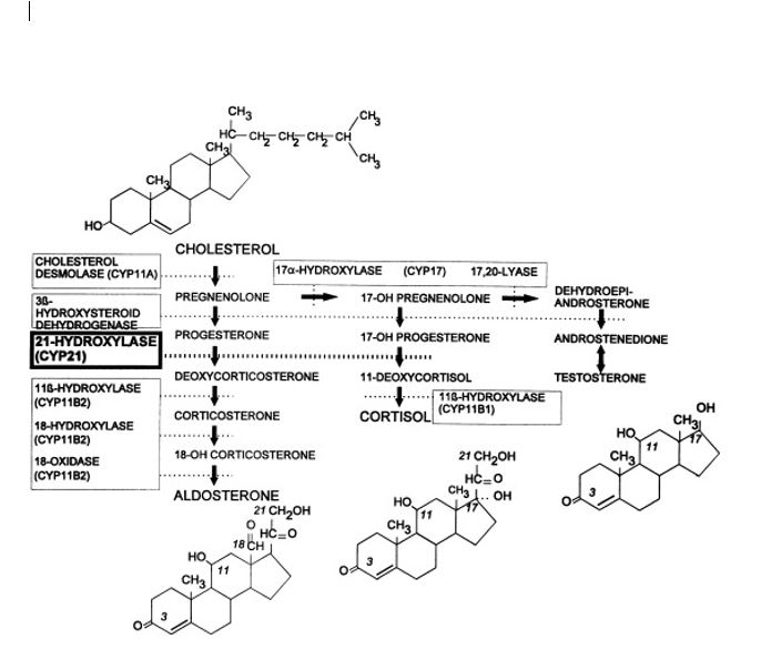 <p>Synthesis of adrenal cortex hormones