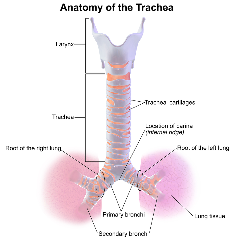 <p>Tracheal Anatomy</p>