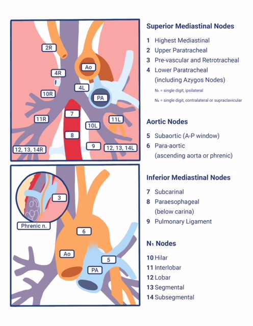 Mediastinal Lymph Node Stations