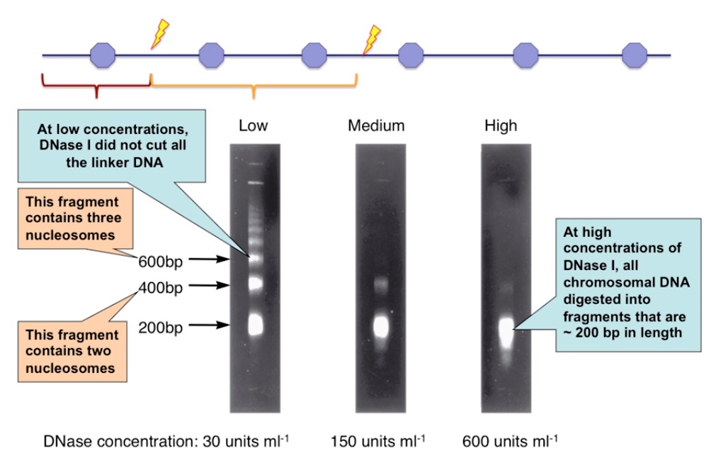 <p>DNA Analysis. DNA in the nucleus, wrapped in chromatin, is approximately 200 base pairs long around each nucleosome.</p>
