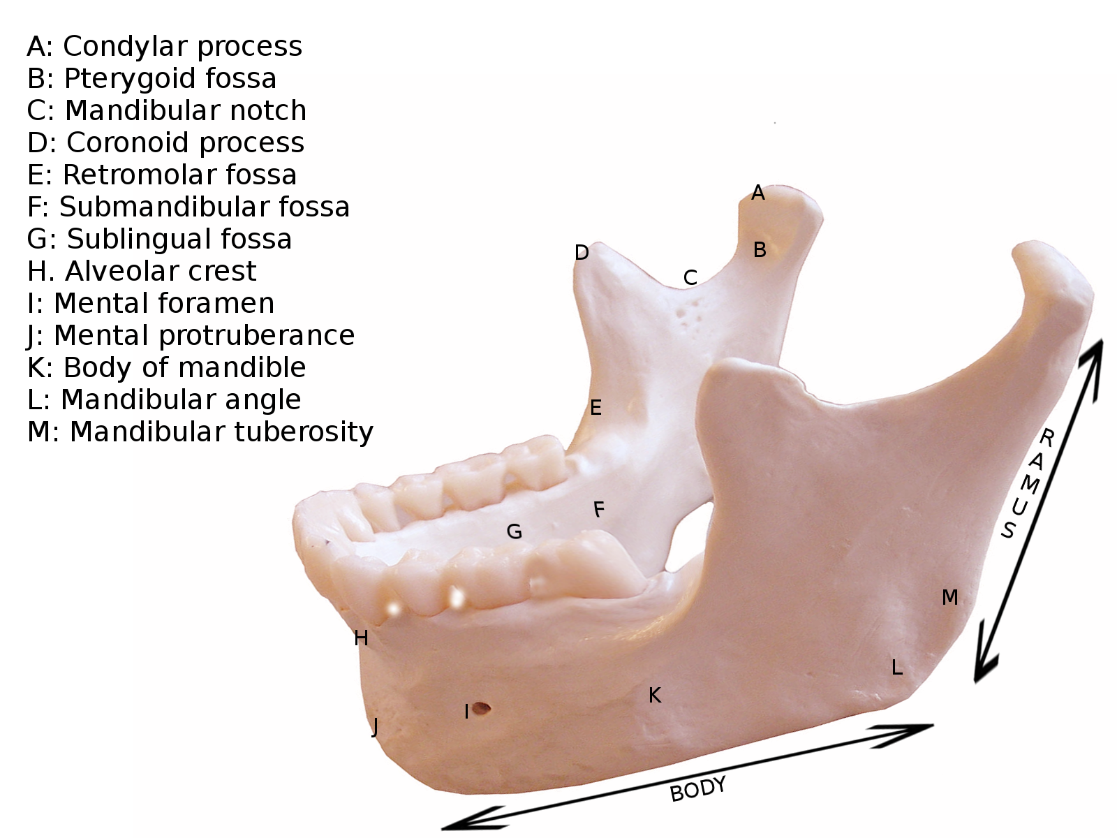 <p>Mandible Anatomy</p>