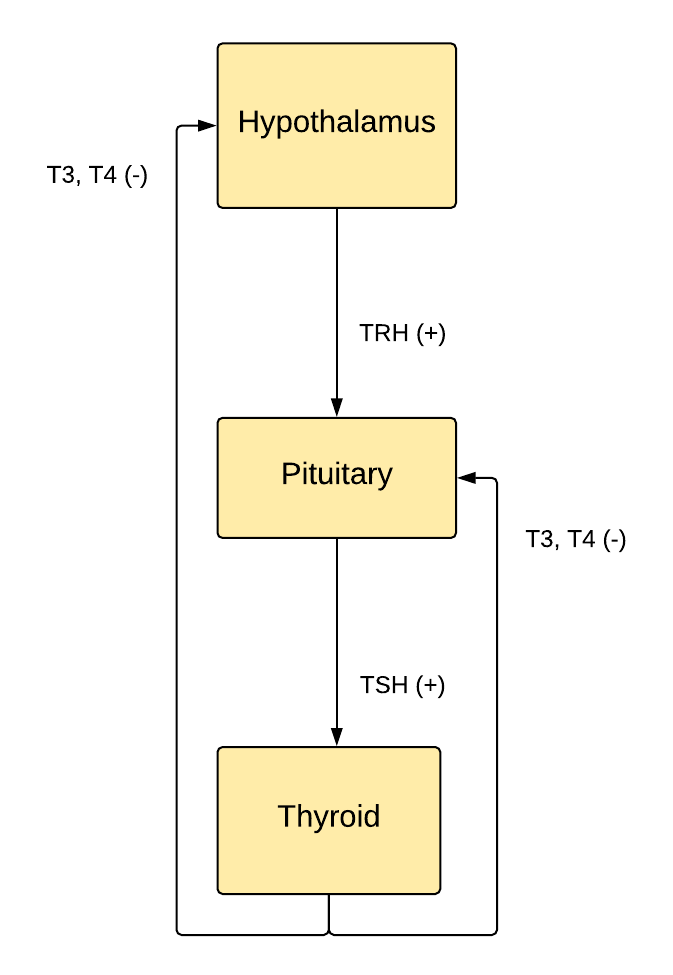 <p>The Hypothalamic-Pituitary-Thyroid Axis</p>