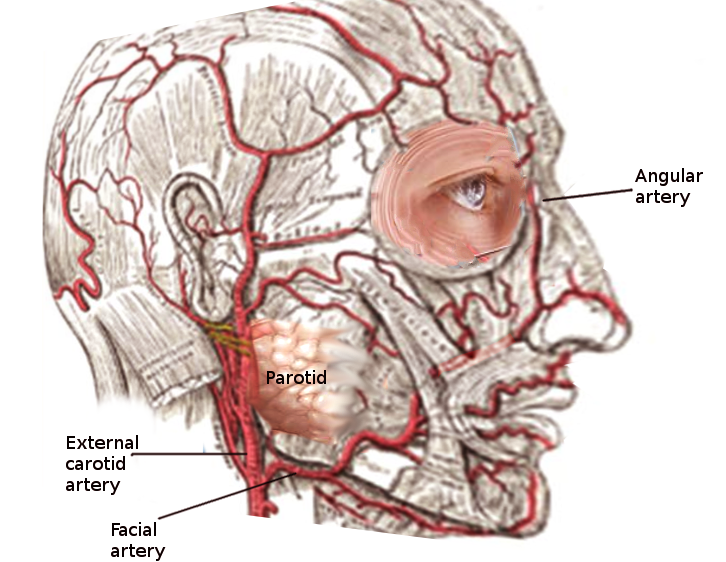 <p>Anatomy of Facial Artery