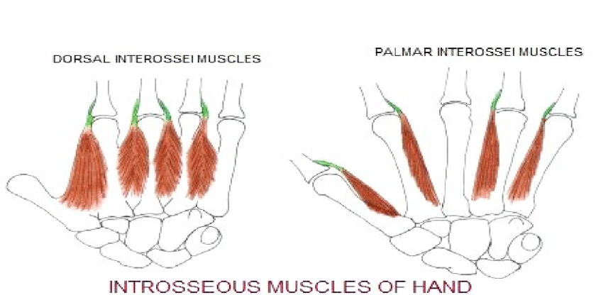 <p>Intrinsic Hand Muscles. This image shows the&nbsp;dorsal and palmar interossei.</p>