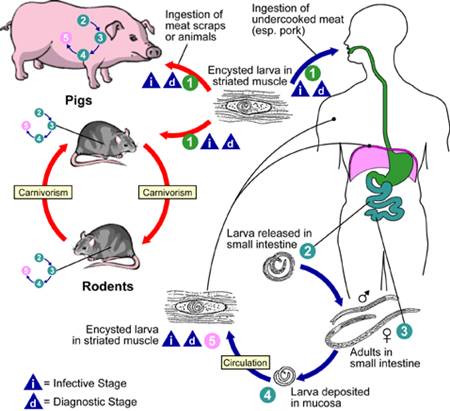 Trichinellosis is acquired by ingesting meat containing cysts (encysted larvae)