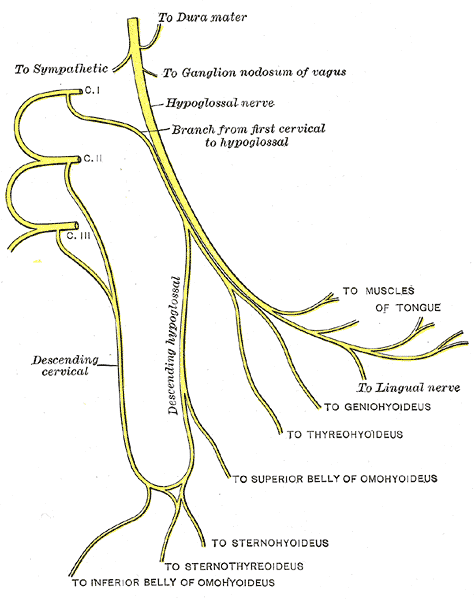<p>Cervical Plexus