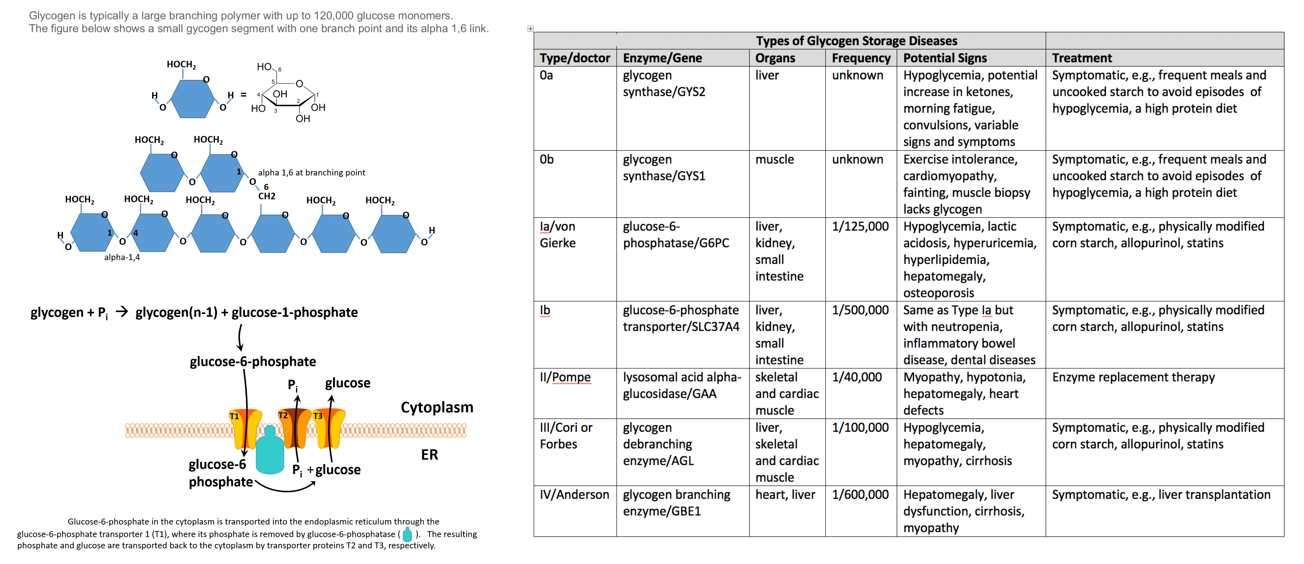 <p>Glycogen, Free Glucose Release, and Glycogen Storage Diseases