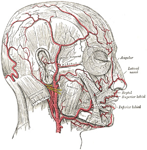 <p>Arteries of the Scalp and Face