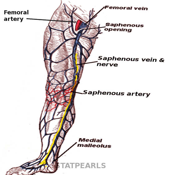 <p>Saphenous Neurovasculature